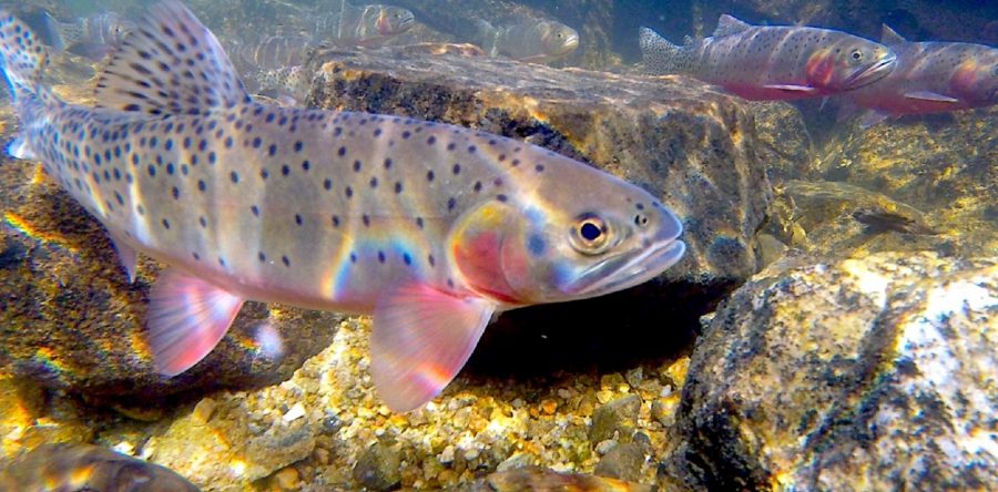 Greenback Cutthroat Trout in Colorado