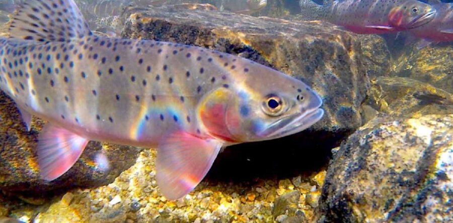 Greenback Cutthroat Trout