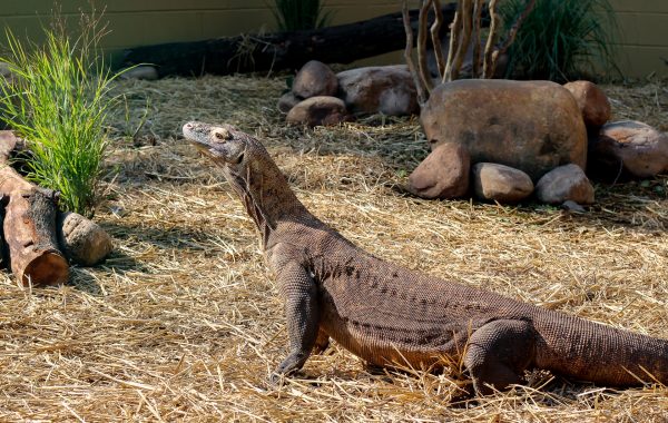 Determining Paternity and Sex in Komodo Dragons