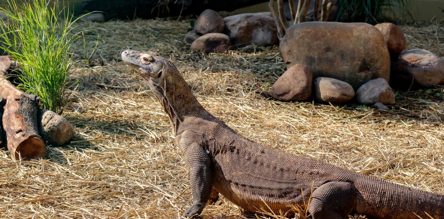 Determining Paternity and Sex in Komodo Dragons