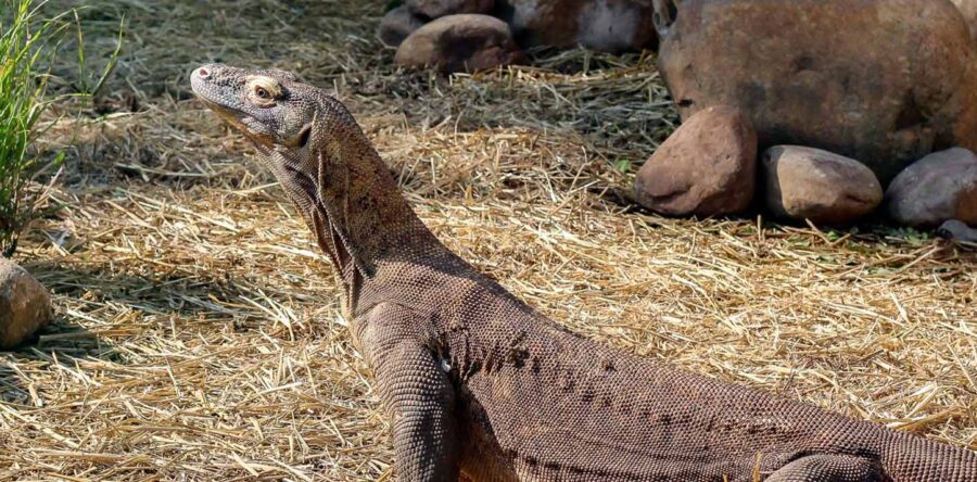 Sexing Komodo Dragons
