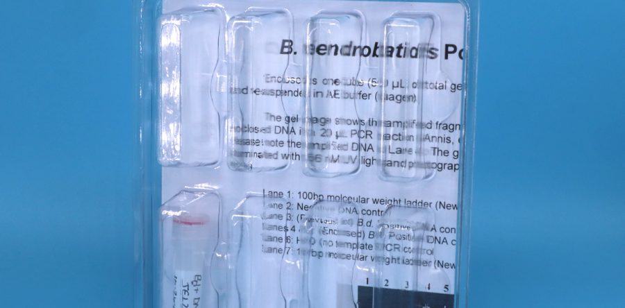B. dendrobatidis genomic DNA PCR control