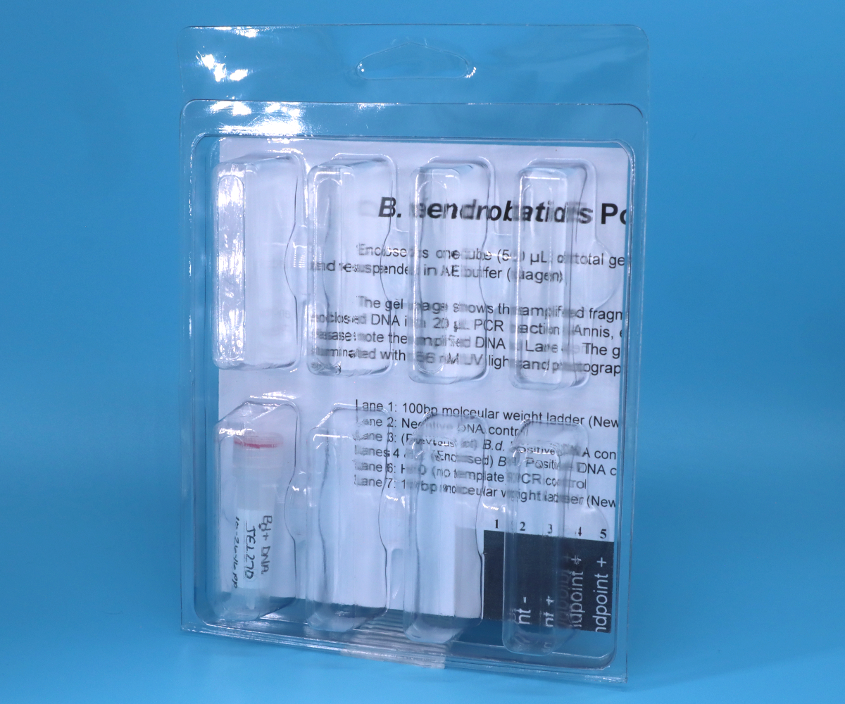 B. dendrobatidis genomic DNA PCR control main image