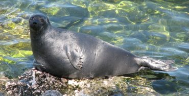 Improving a Freshwater Seal qPCR Assay