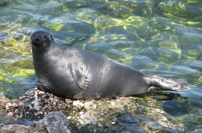 Improving a Freshwater Seal qPCR Assay