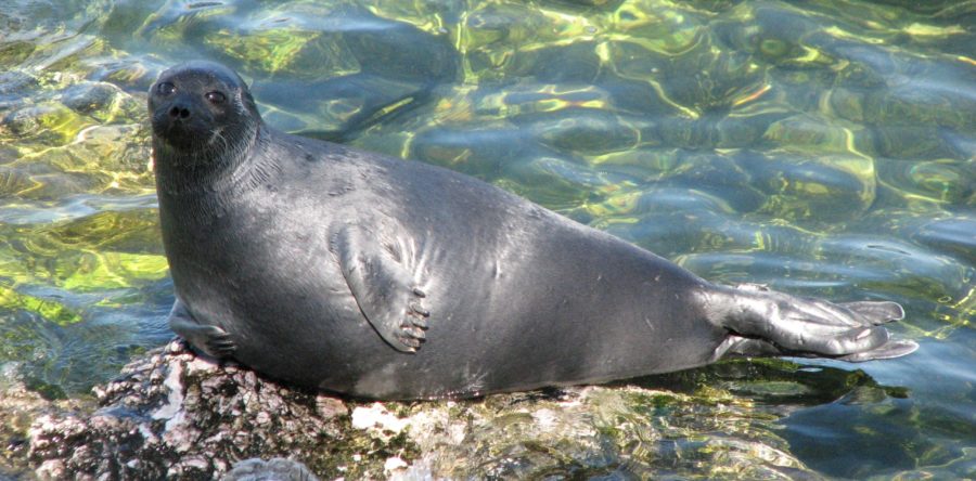 Improving a Freshwater Seal qPCR Assay