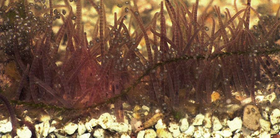 Testing multi-worm samples of Tubifex