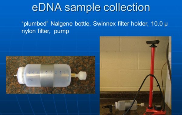 Environmental DNA sample collection